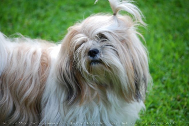 Photo de Lhassa apso