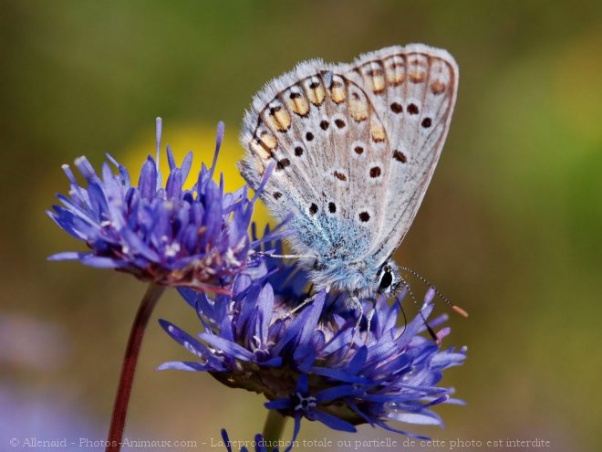 Photo de Papillon - le bel argus