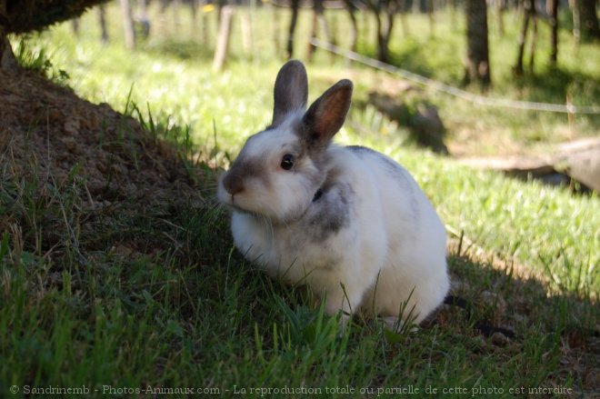 Photo de Lapin