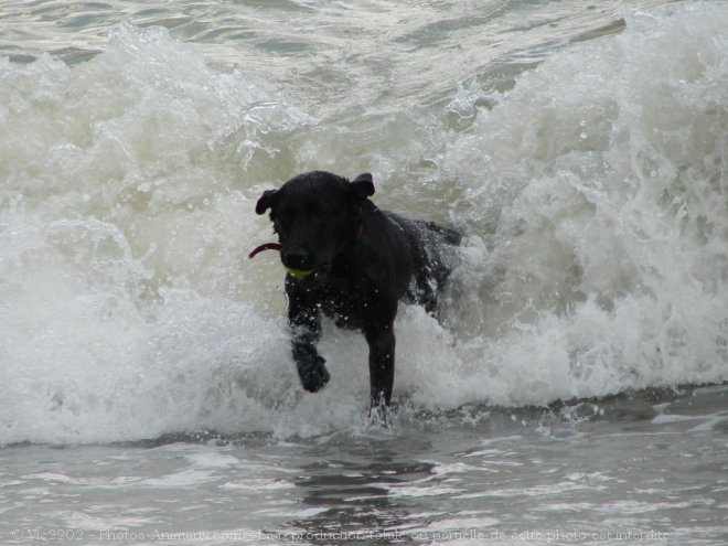 Photo de Labrador retriever