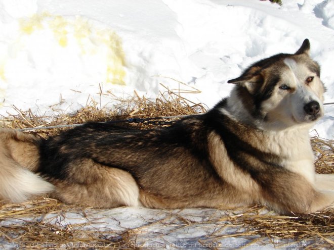 Photo de Husky siberien