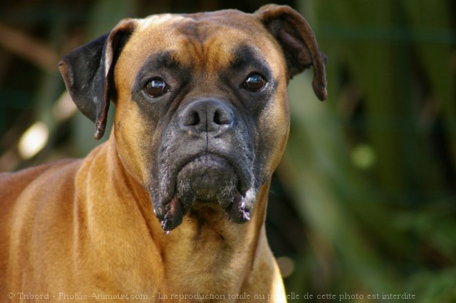 Photo de Boxer