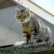 Photo de Chat domestique