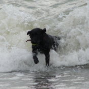 Photo de Labrador retriever