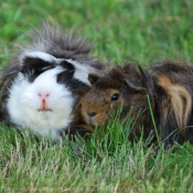 Photo de Cochon d'inde - races diffrentes