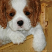 Photo de Cavalier king charles spaniel