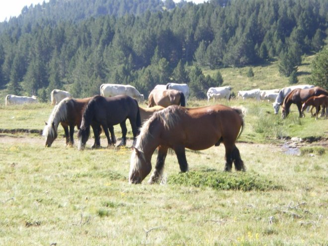 Photo de Pottok