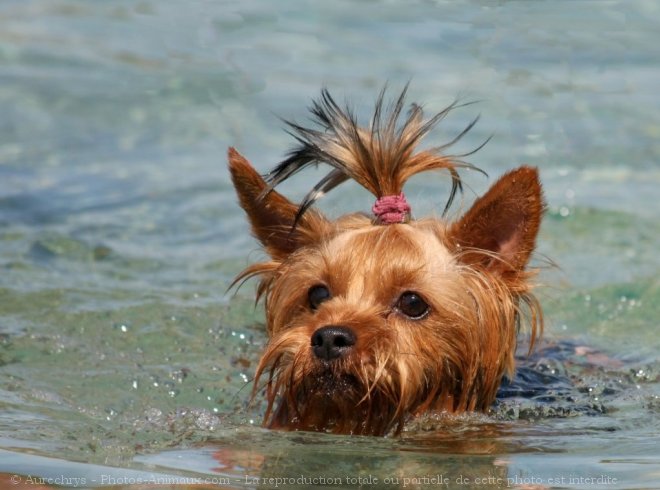 Photo de Yorkshire terrier