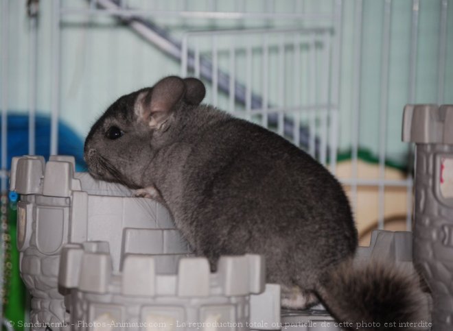 Photo de Chinchilla