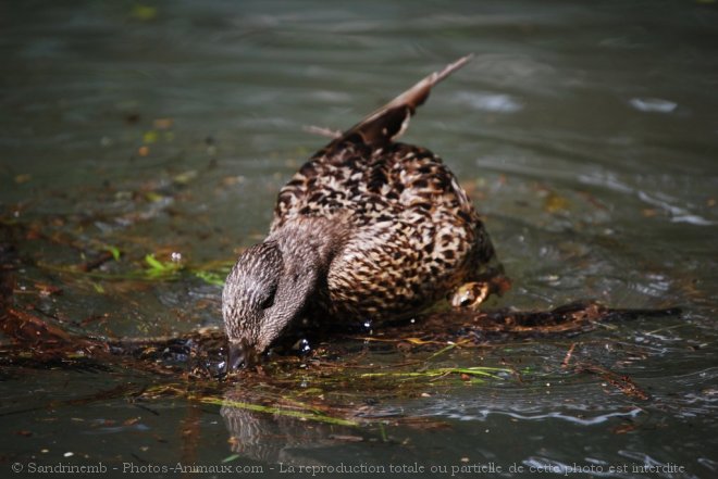 Photo de Canard