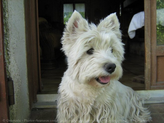 Photo de West highland white terrier