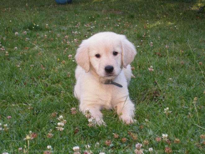 Photo de Golden retriever