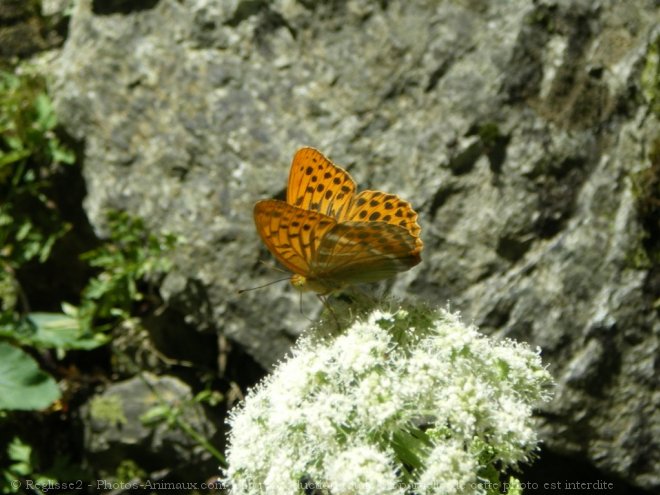 Photo de Papillon