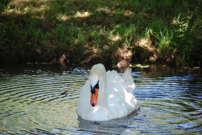 Photo de Cygne