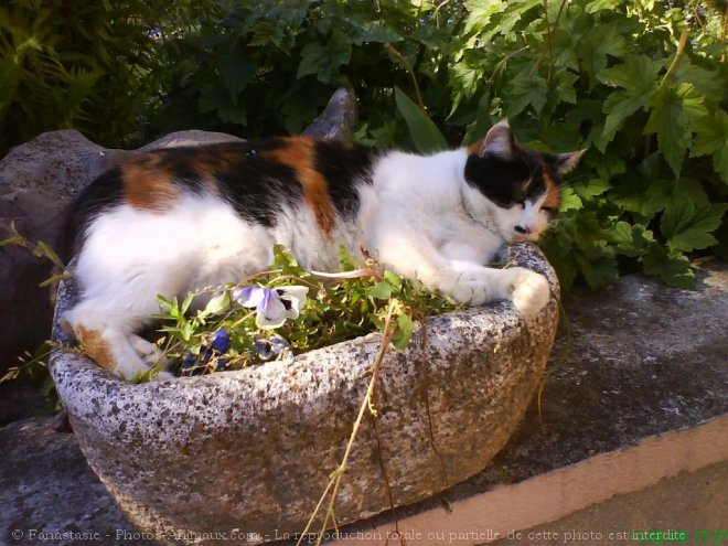 Photo de Chat domestique