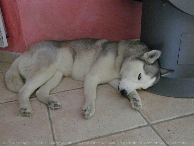 Photo de Husky siberien