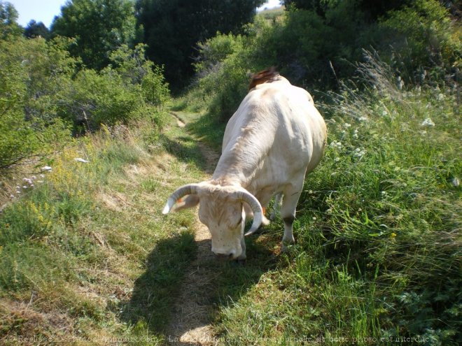 Photo de Vache