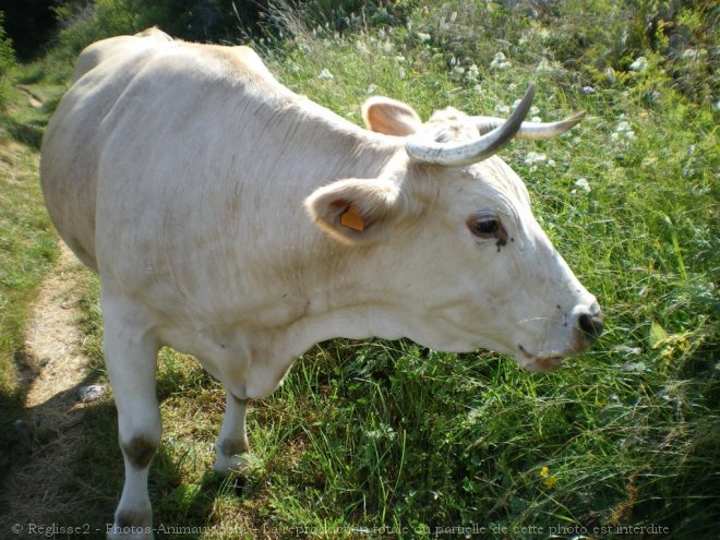 Photo de Vache