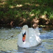 Photo de Cygne