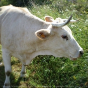 Photo de Vache