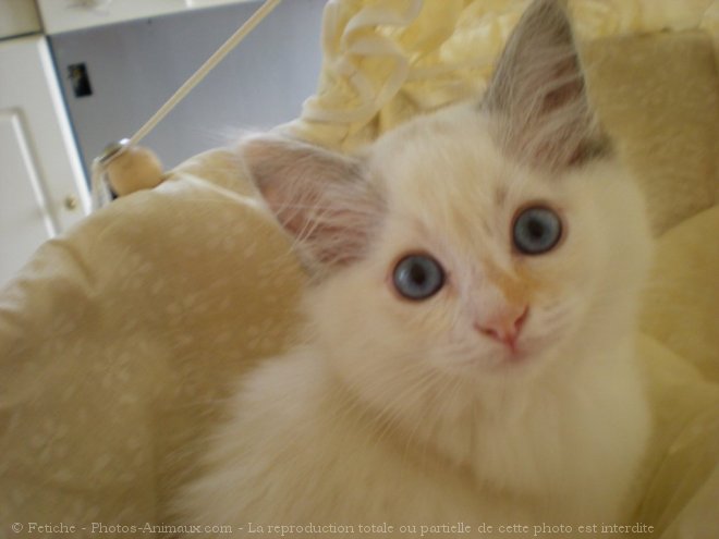 Photo de Ragdoll