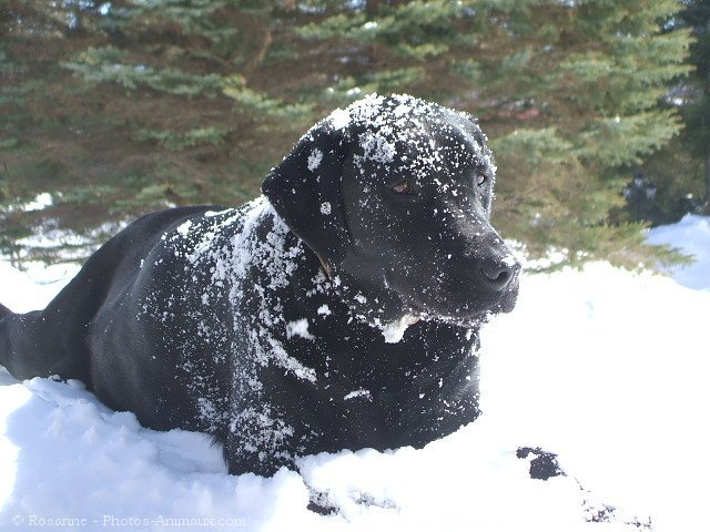 Photo de Labrador retriever