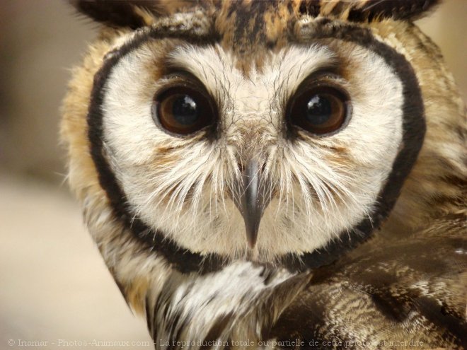 Photo de Hibou