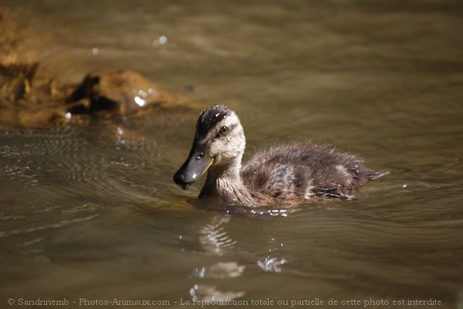 Photo de Canard