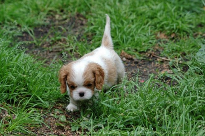 Photo de Cavalier king charles spaniel