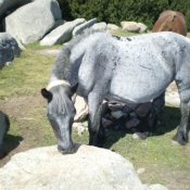 Photo de Percheron