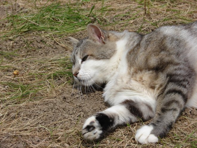 Photo de Chat domestique