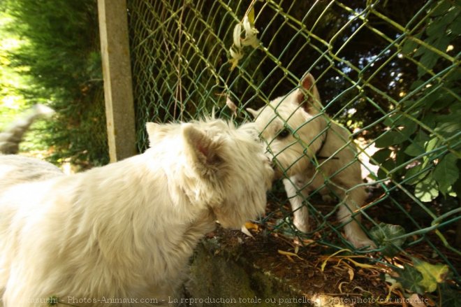 Photo de West highland white terrier