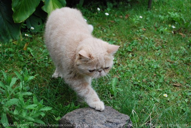 Photo d'Exotic shorthair