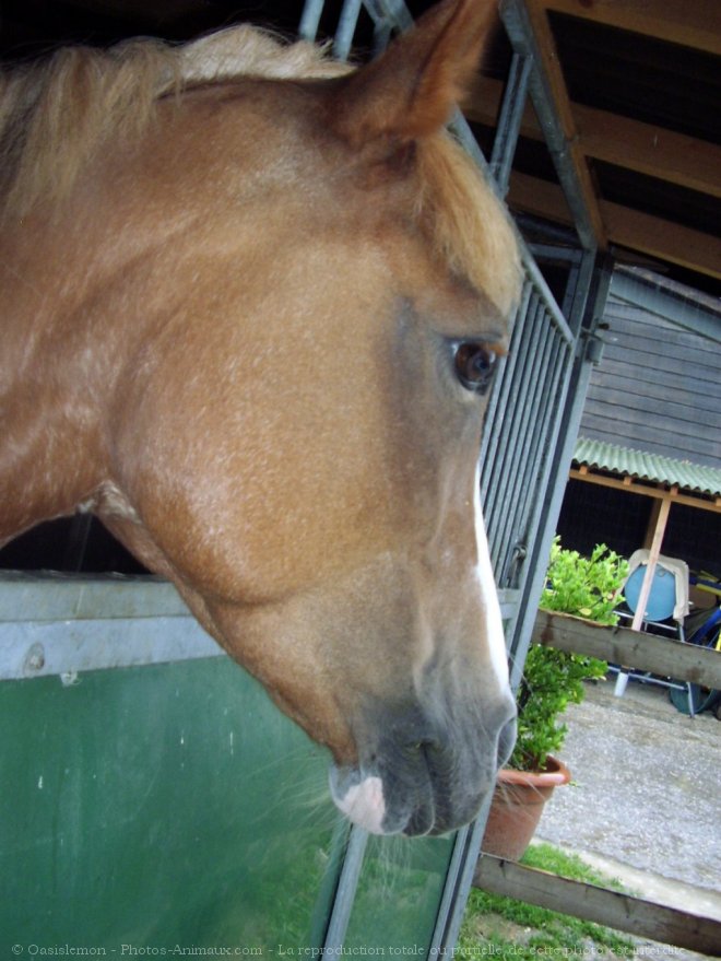 Photo de Poney (toutes races)