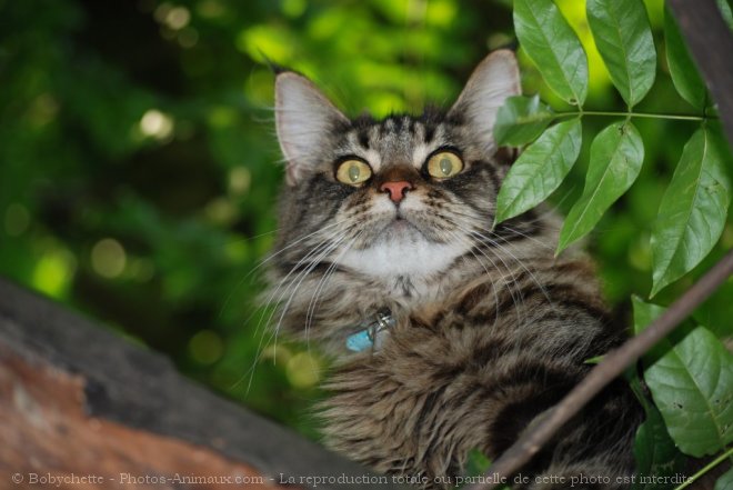 Photo De Maine Coon Bouba N Sur Photos Animaux Com