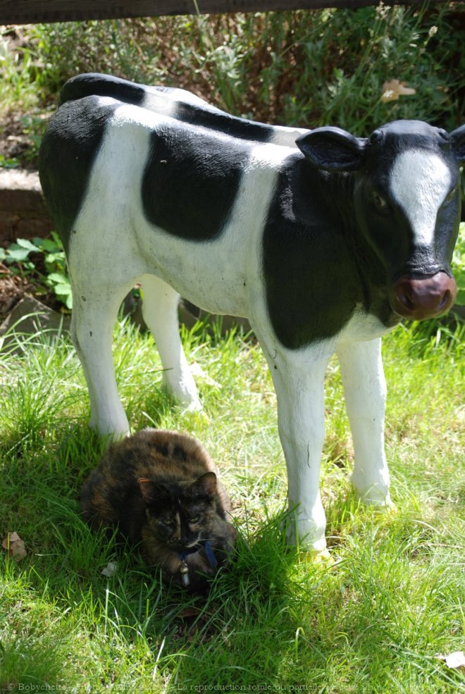 Photo de Chat domestique