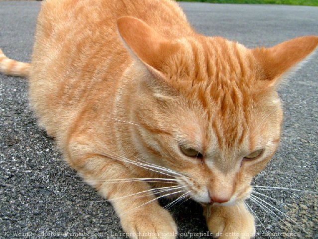 Photo de Chat domestique