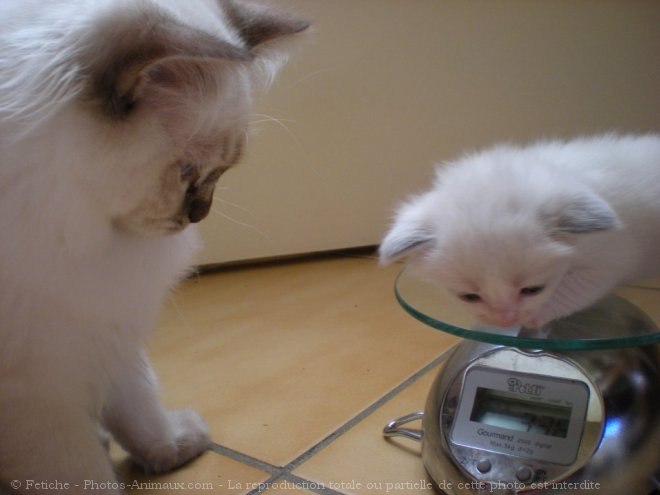 Photo de Ragdoll