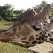 Photo de Girafe