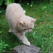 Photo d'Exotic shorthair