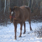 Photo d'Appaloosa