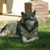 Photo de Malamute de l'alaska