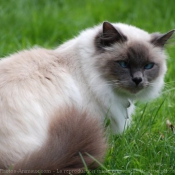 Photo de Sacr de birmanie