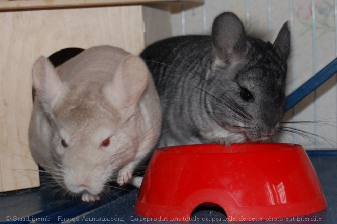 Photo de Chinchilla