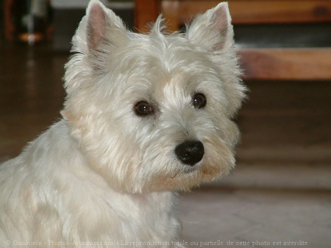 Photo de West highland white terrier