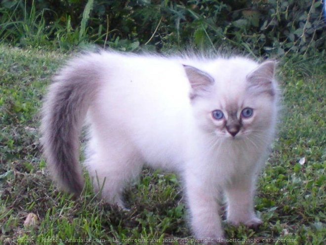 Photo de Ragdoll