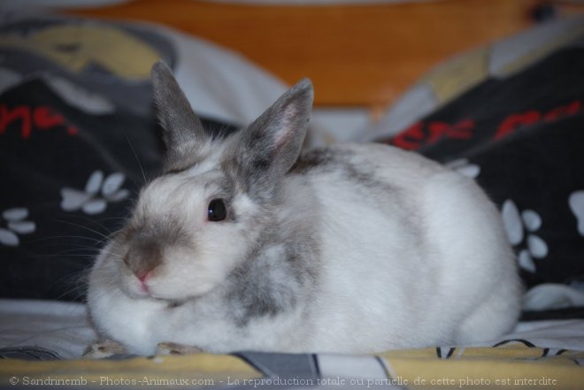 Photo de Lapin