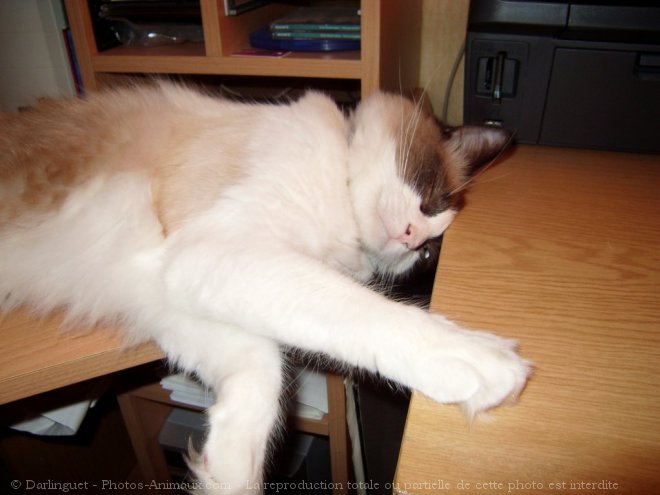 Photo de Ragdoll