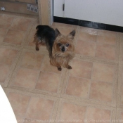 Photo de Yorkshire terrier