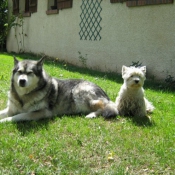 Photo de Malamute de l'alaska